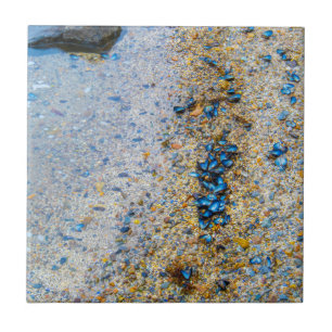 Mussel Shells in Maine Ceramic Tile