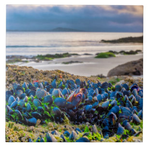 Mussels Ceramic Tile