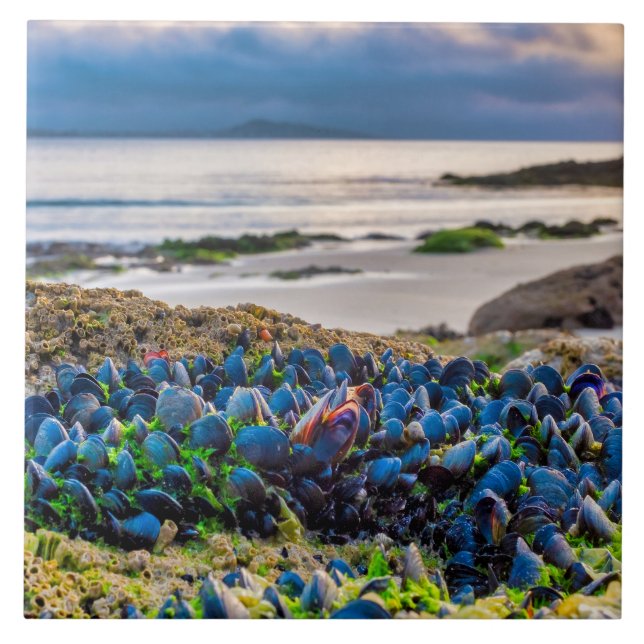 Mussels Ceramic Tile (Front)