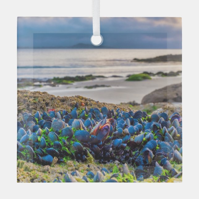 Mussels Glass Tree Decoration (Front)