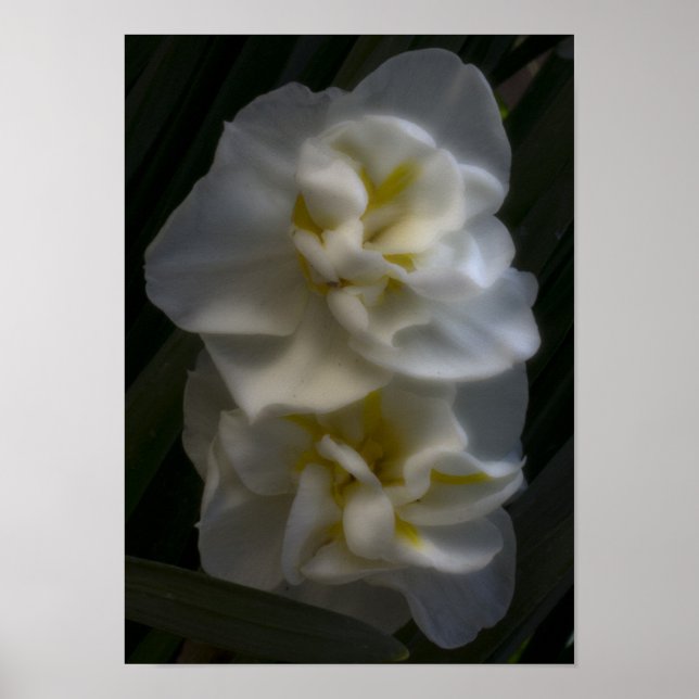 Must be a Dream Narcissus Daffodils Poster (Front)