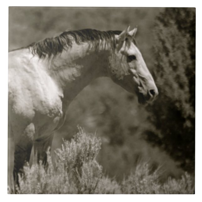  MUSTANG CERAMIC TILE (Front)
