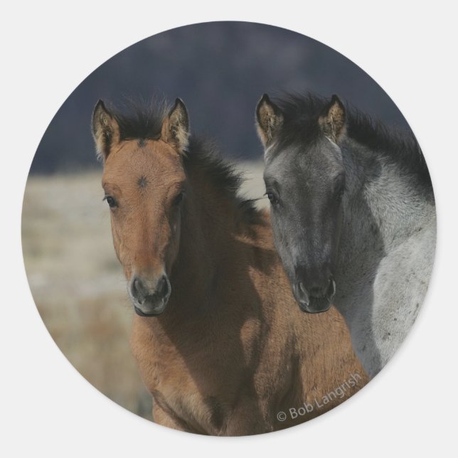 Mustang Foal Headshot Classic Round Sticker (Front)
