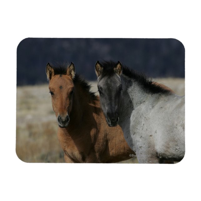 Mustang Foal Headshot Magnet (Horizontal)