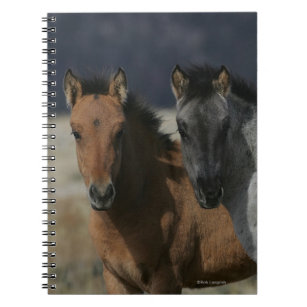Mustang Foal Headshot Notebook