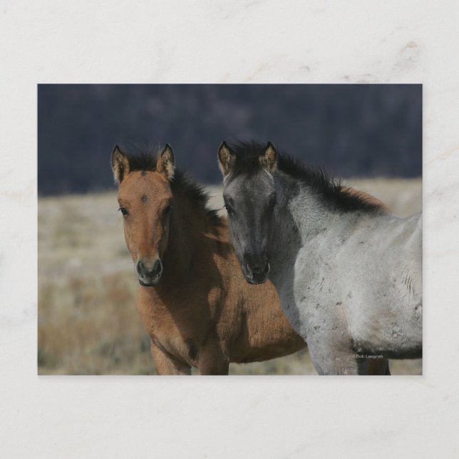 Mustang Foal Headshot Postcard (Front)