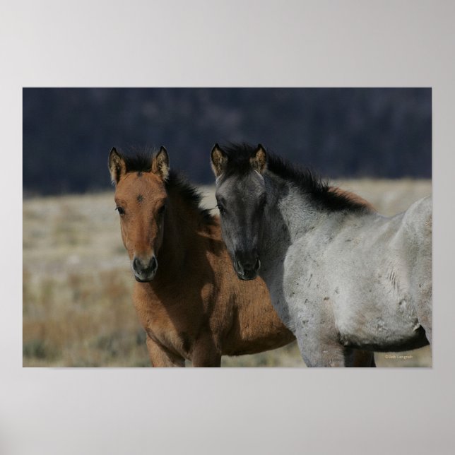 Mustang Foal Headshot Poster (Front)