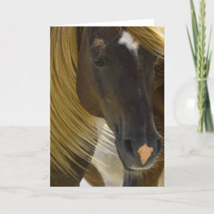Mustang Horse Photo Greeting Card