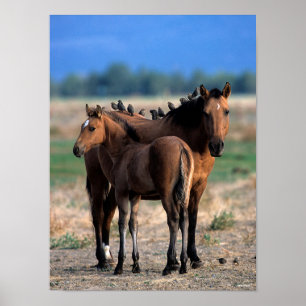 Mustang Mare and Foal Standing With Birds Poster