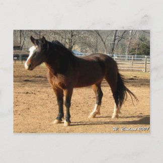 Mustang Mare Postcard