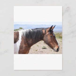 Mustang Postcard