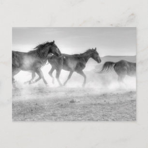 Mustang Run Postcard