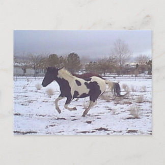 Mustang-Spirit Postcard