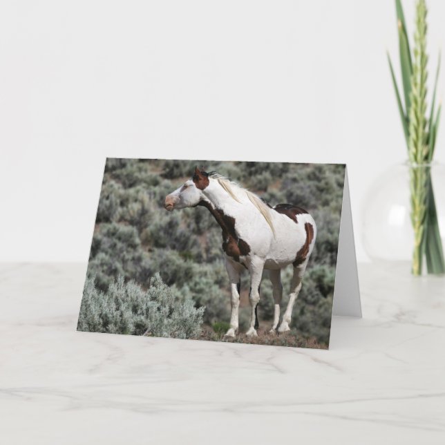 Mustang Stallion Greeting Card (Front)