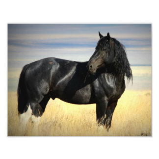 Mustang Stallion "SOX" Photo Print