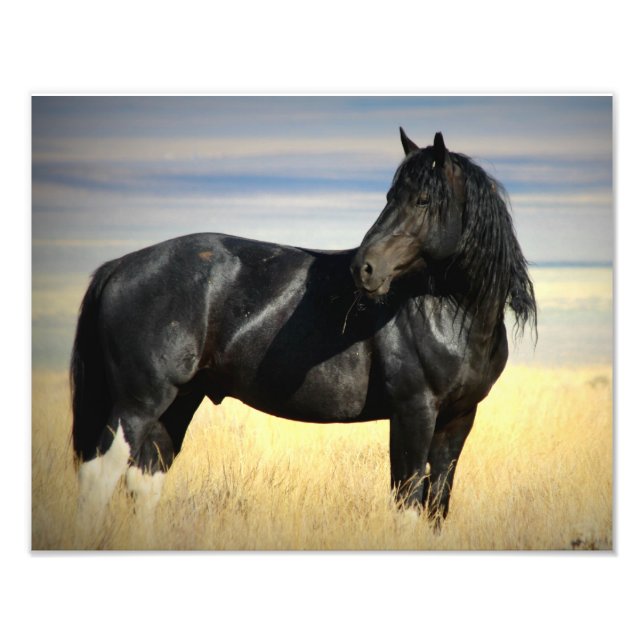 Mustang Stallion "SOX" Photo Print (Front)