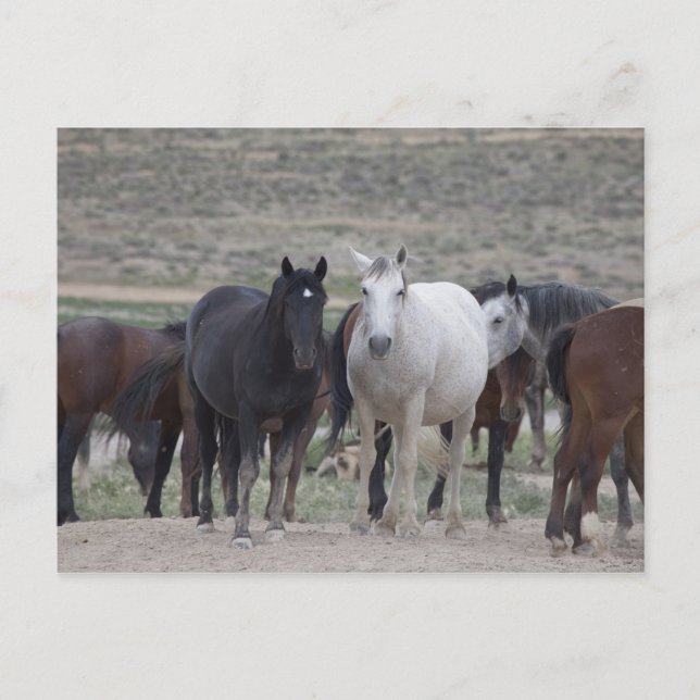 Mustangs of Utah Postcard (Front)