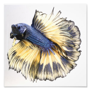 Mustard Gas Halfmoon Betta Photo Print