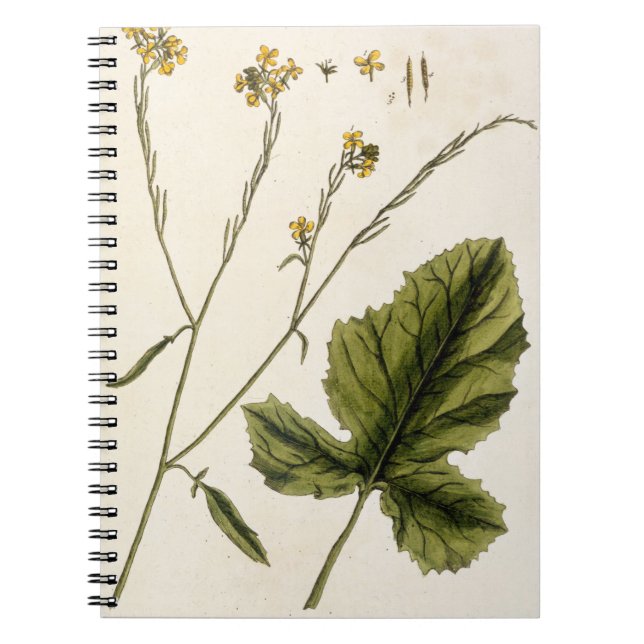 Mustard, plate 446 from 'A Curious Herbal', publis Notebook (Front)