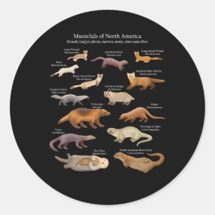 Mustelids Of North America Weasels Otters And Othe Classic Round Sticker