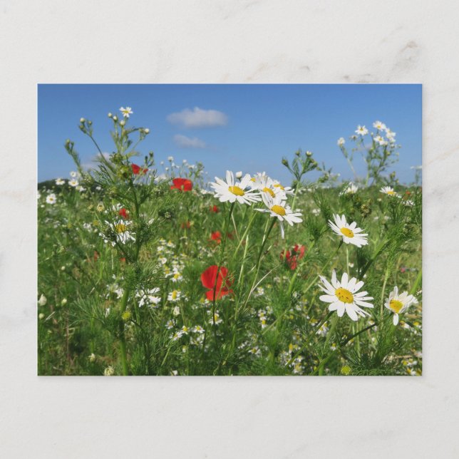 muster postkarte postcard (Front)