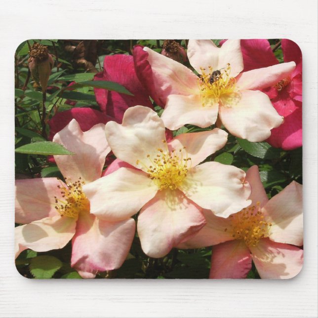 Mutabilis Rose Mouse Pad (Front)