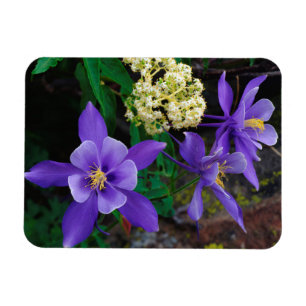 Mutant Columbine Wildflowers Magnet