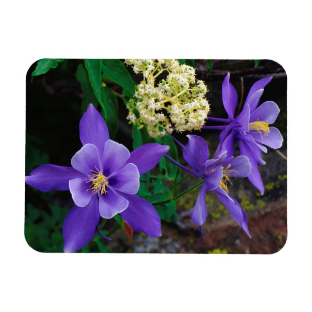 Mutant Columbine Wildflowers Magnet (Horizontal)