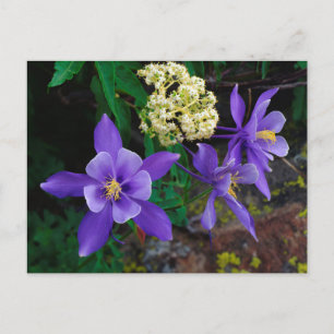 Mutant Columbine Wildflowers Postcard