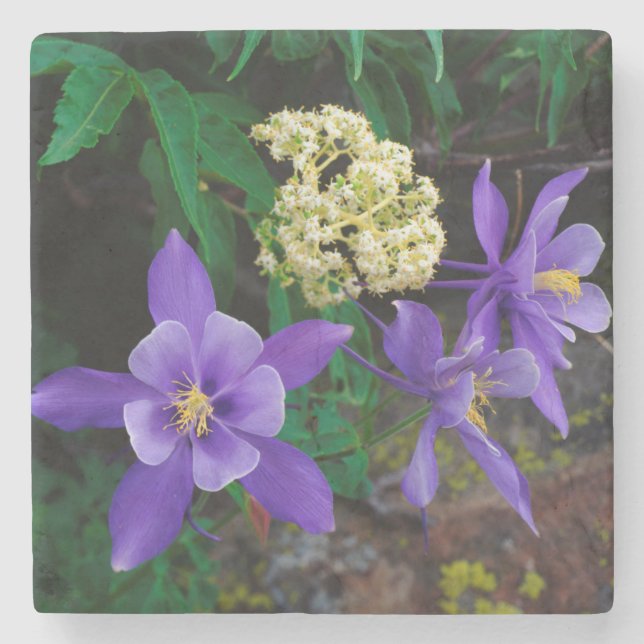 Mutant Columbine Wildflowers Stone Coaster (Front)