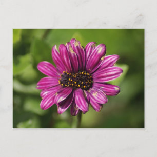 Mutant Osteospermum / Dimorphotheca Postcard
