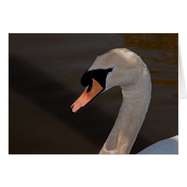Mute Swan (Front Horizontal)