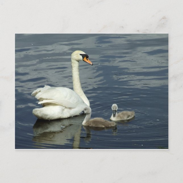 Mute Swan and Cygnets Holiday Postcard (Front)