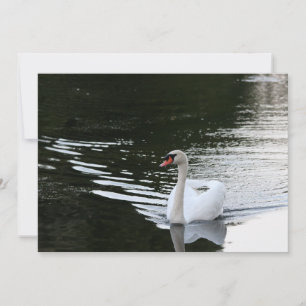 Mute Swan Card