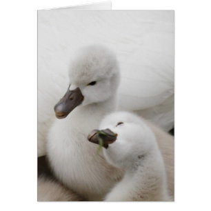 Mute Swan Cygnets