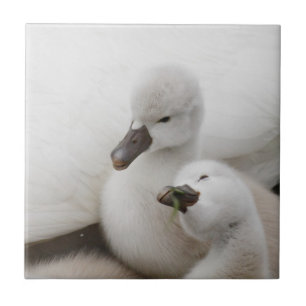 Mute Swan Cygnets Ceramic Tile