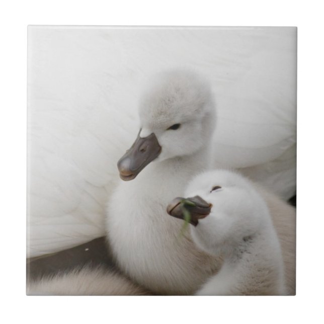 Mute Swan Cygnets Ceramic Tile (Front)