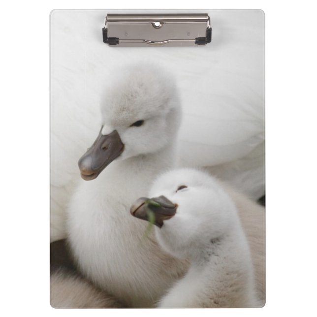 Mute Swan Cygnets Clipboard (Front)