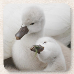 Mute Swan Cygnets Coaster