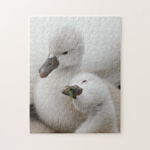 Mute Swan Cygnets Jigsaw Puzzle
