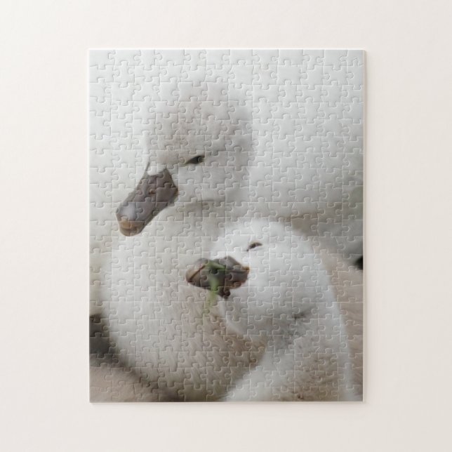 Mute Swan Cygnets Jigsaw Puzzle (Vertical)