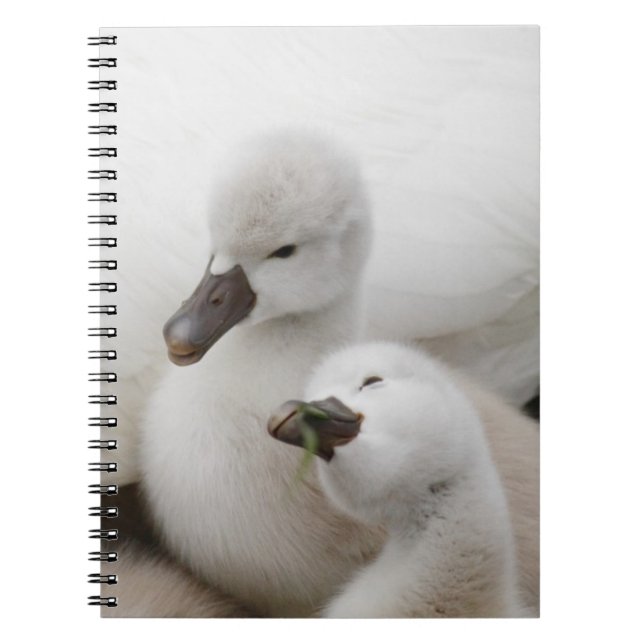 Mute Swan Cygnets Notebook (Front)