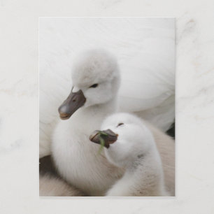 Mute Swan Cygnets Postcard