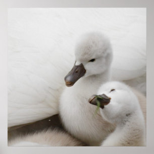 Mute Swan Cygnets Poster