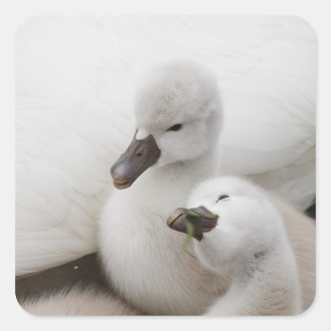 Mute Swan Cygnets Square Sticker (Front)