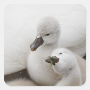 Mute Swan Cygnets Square Sticker