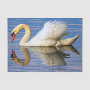 Mute swan, cygnus olor tissue paper