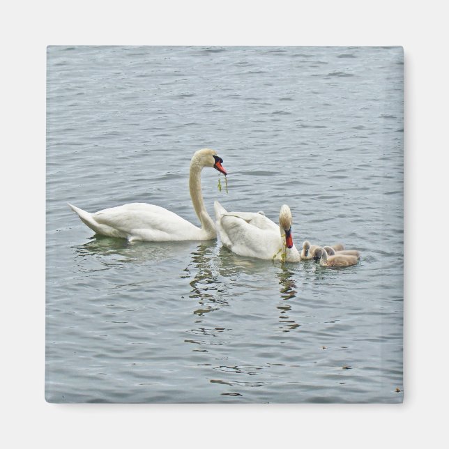 Mute Swan Famly Magnet (Front)