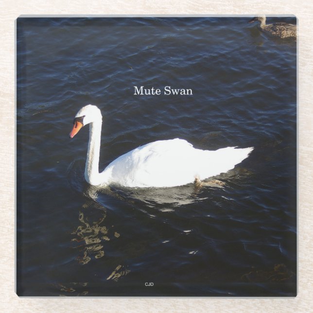 Mute Swan glass coaster (Front)