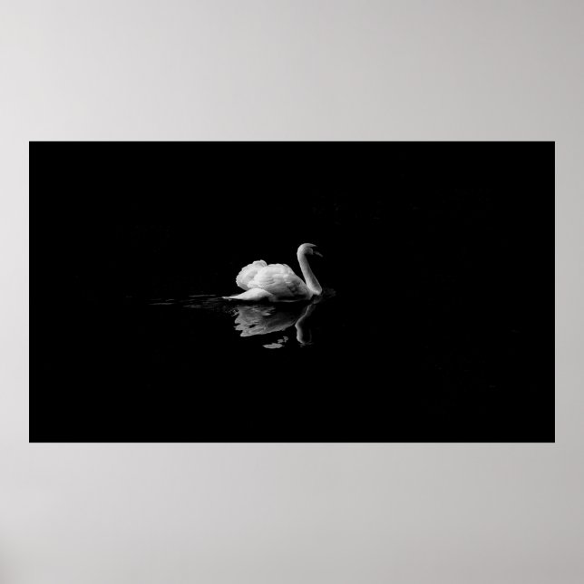 MUTE SWAN IN LOW LIGHT PHOTOGRAPHY POSTER (Front)